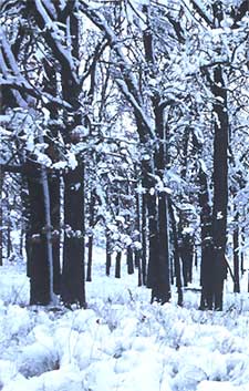 Winter botany, photo courtesy of U.S. Fish and Wildlife Serivce, taken by Robert A. Karges