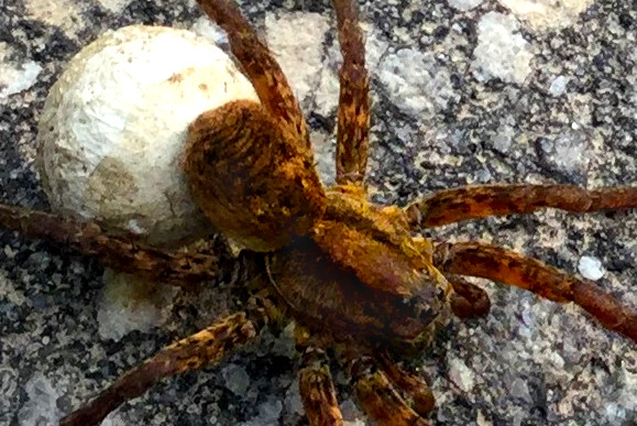 Wolf spider with egg sac