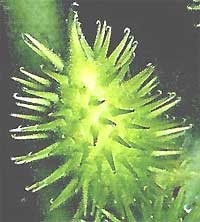 Cocklebur fruit, Xanthium strumarium