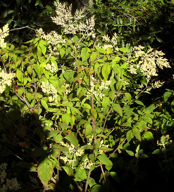 BUDDLEJA CORDATA, flowering branches