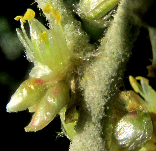 BUDDLEJA CORDATA, Male flower