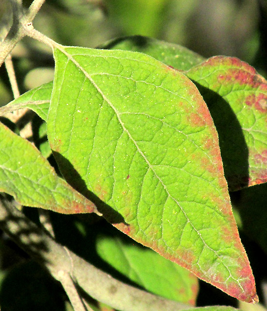 BUDDLEJA CORDATA, close-up of young leaf