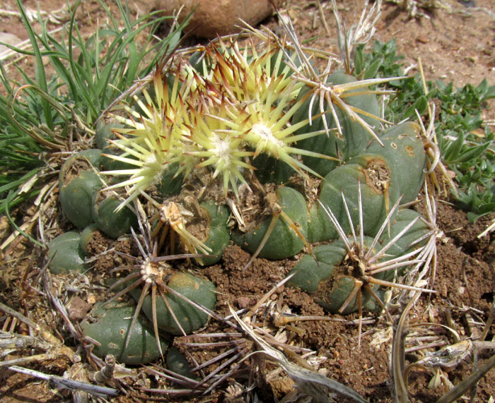 Rhinoceros Cactus, CORYPHANTHA CORNIFERA, young damaged plant in habitat