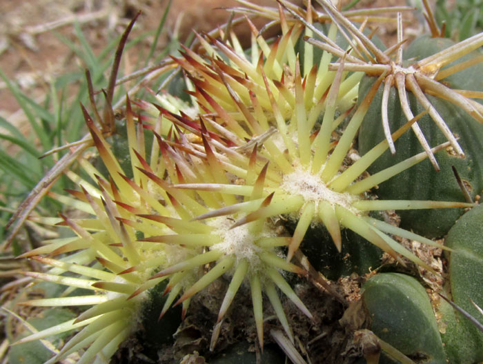 Rhinoceros Cactus, CORYPHANTHA CORNIFERA, new-growth spines clustered at top