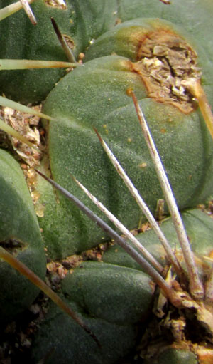Rhinoceros Cactus, CORYPHANTHA CORNIFERA, tubercle grooves