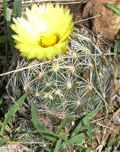 Rhinoceros Cactus, CORYPHANTHA CORNIFERA, flowering plant in habitat