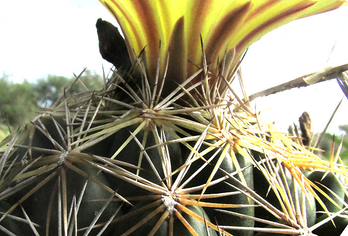 Rhinoceros Cactus, CORYPHANTHA CORNIFERA, flower base and spine clusters