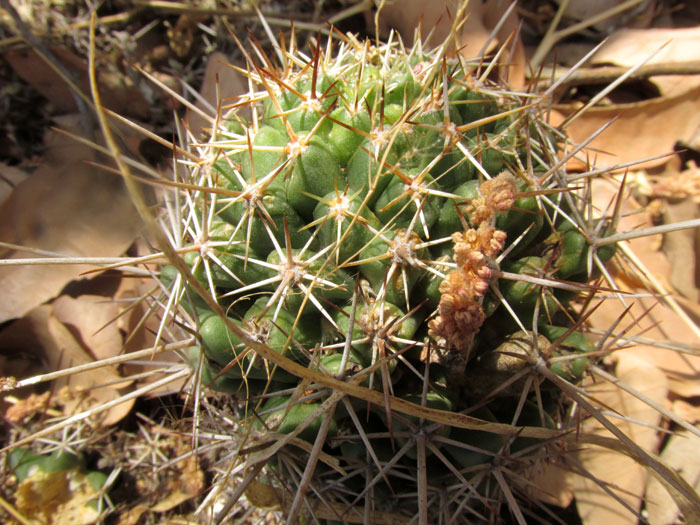 CORYPHANTHA OCTACANTHA, top of cactus
