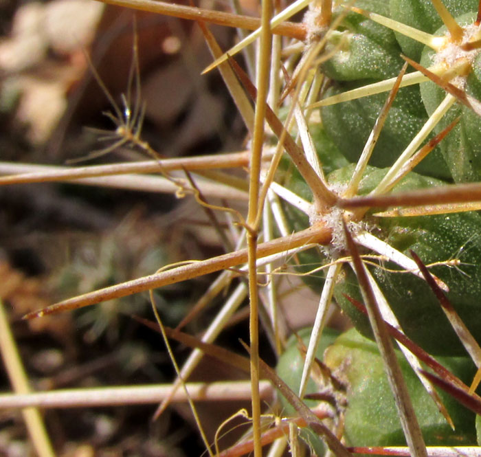 CORYPHANTHA OCTACANTHA, areole and spines