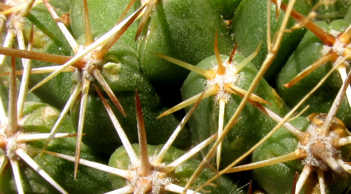 CORYPHANTHA OCTACANTHA, grooves