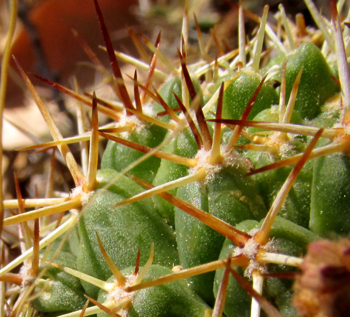 CORYPHANTHA OCTACANTHA, spines with dark brown tips