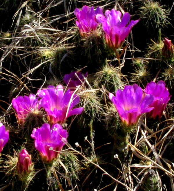 ECHINOCEREUS CINERASCENS ssp. CINERASCENS, flowers