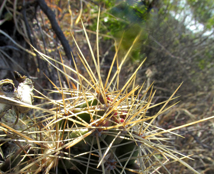ECHINOCEREUS CINERASCENS ssp. CINERASCENS, spines atop cactus