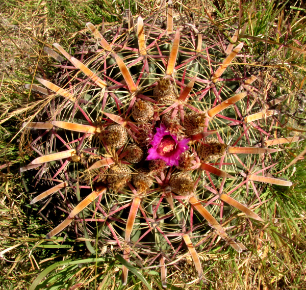 Devil's Tongue Barrel Cactus, FEROCACTUS LATISPINUS ssp LATISPINUS, cactus seen from above with one flower