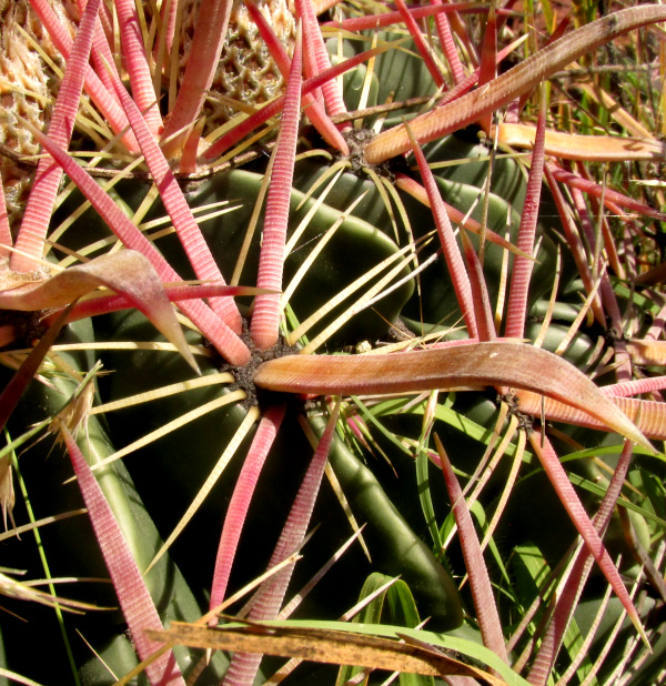 Devil's Tongue Barrel Cactus, FEROCACTUS LATISPINUS ssp LATISPINUS, spine cluster