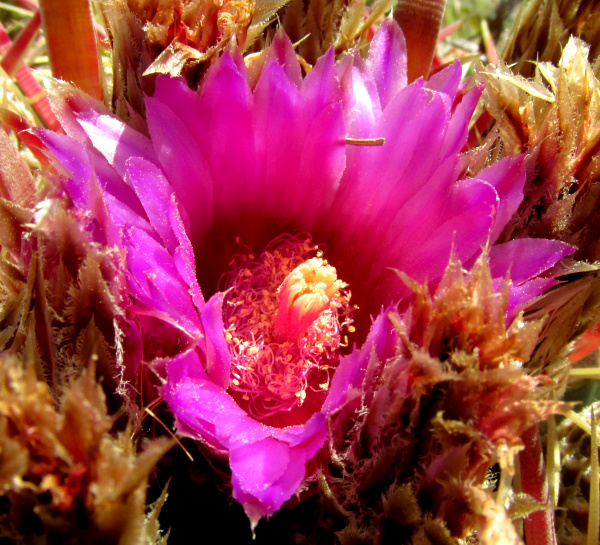 Devil's Tongue Barrel Cactus, FEROCACTUS LATISPINUS ssp LATISPINUS, flower