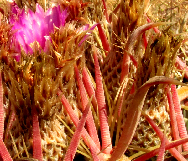 Devil's Tongue Barrel Cactus, FEROCACTUS LATISPINUS ssp LATISPINUS, scaly, spineless ovaries of unopened flowers around the blossom