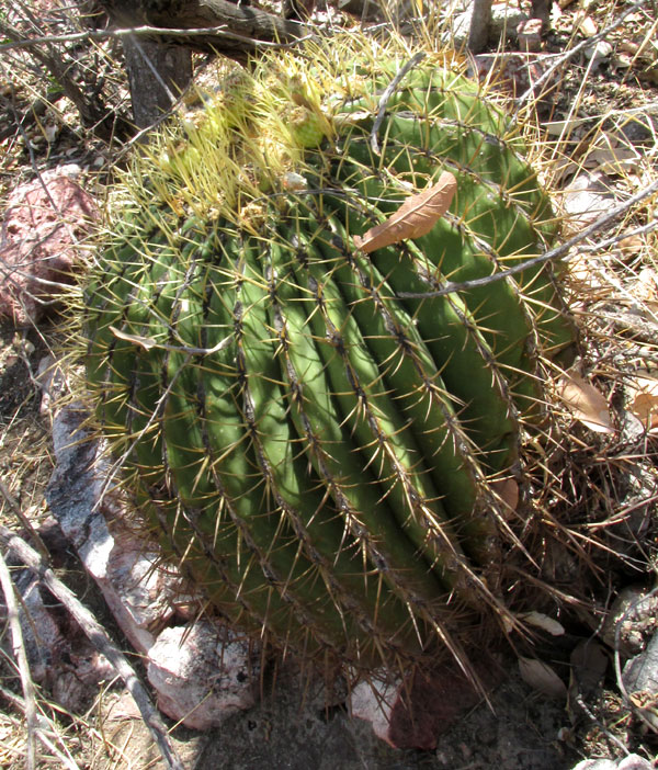 Ferocactus histrix in habitat