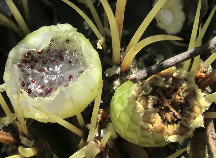 Ferocactus histrix, half-eaten fruit with pulp and seeds exposed, still on cactus