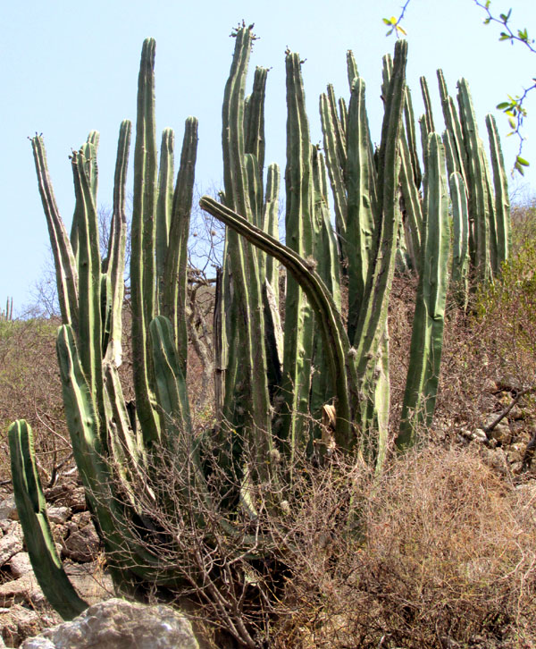 Candelabra Cactus, STENOCEREUS DUMORTIERI, in habitat