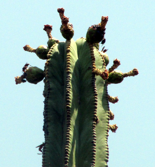Candelabra Cactus, STENOCEREUS DUMORTIERI, flowers