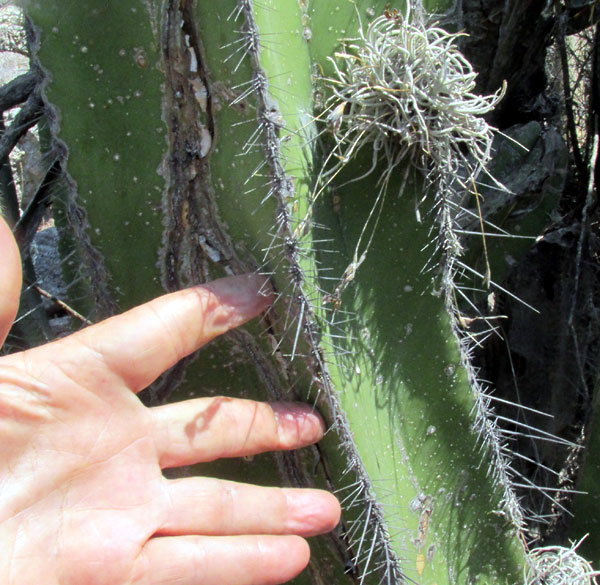 Candelabra Cactus, STENOCEREUS DUMORTIERI, spines along rib crests