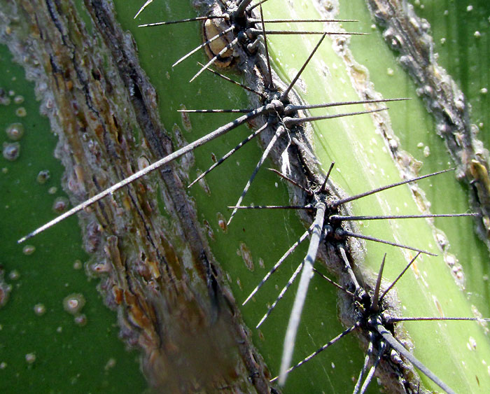Candelabra Cactus, STENOCEREUS DUMORTIERI, spines close up