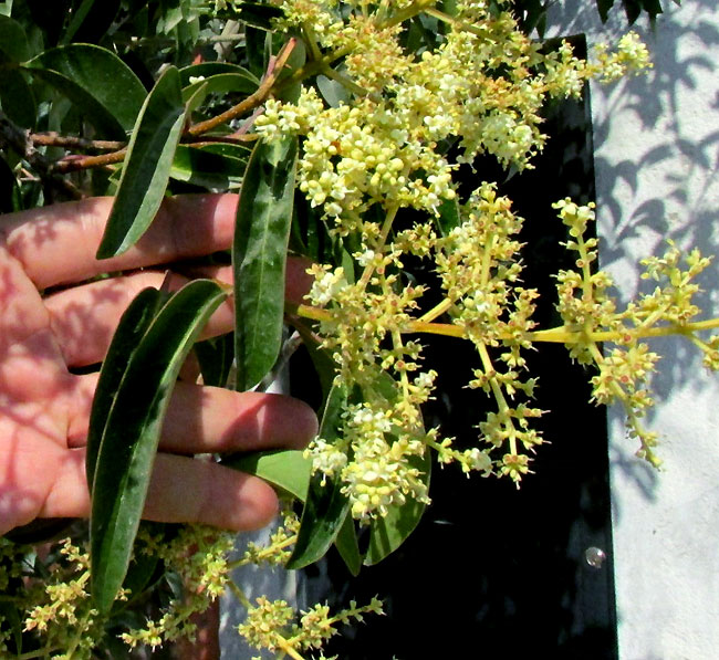 Chinese Privet, LIGUSTRUM LUCIDUM, flowering branch