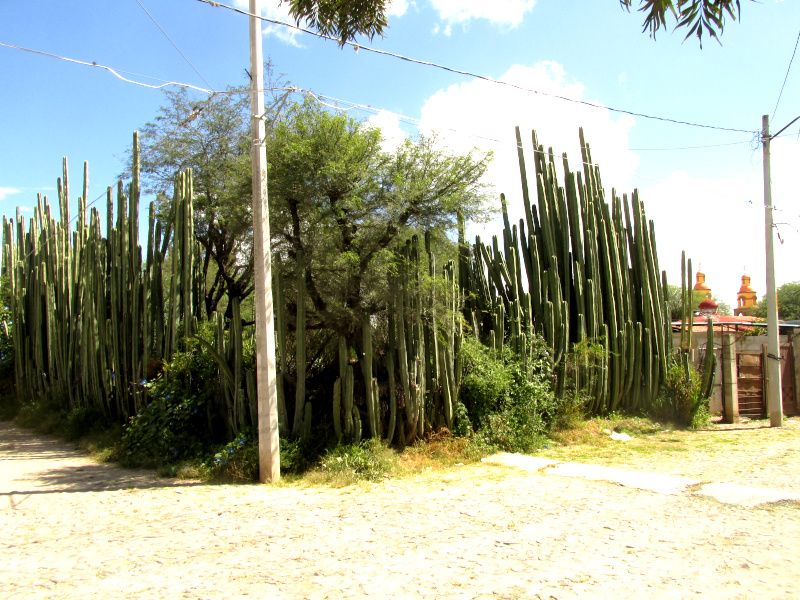 Mexican Fencepost Cactus, LOPHOCEREUS MARGINATUS, forming street corner