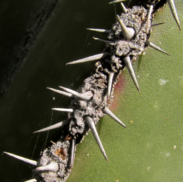 Mexican Fencepost Cactus, LOPHOCEREUS MARGINATUS, spines
