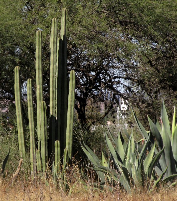 Mexican Fencepost Cactus, LOPHOCEREUS MARGINATUS, growing in open area