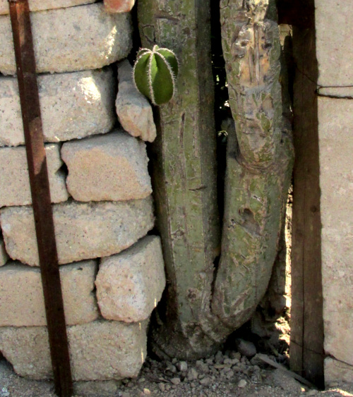 Mexican Fencepost Cactus, LOPHOCEREUS MARGINATUS, branching at base