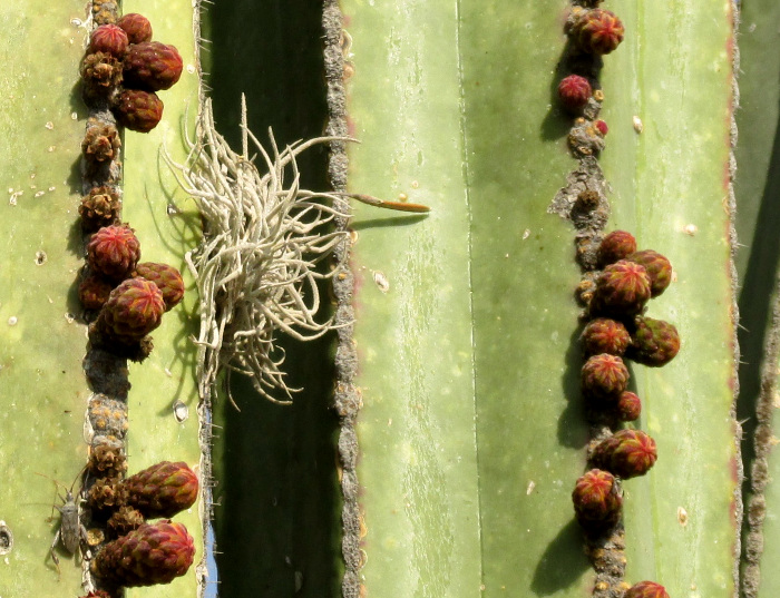 Mexican Fencepost Cactus, LOPHOCEREUS MARGINATUS, flower buds
