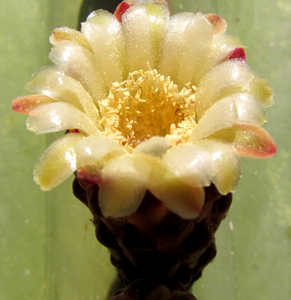 Mexican Fencepost Cactus, LOPHOCEREUS MARGINATUS, flower front view