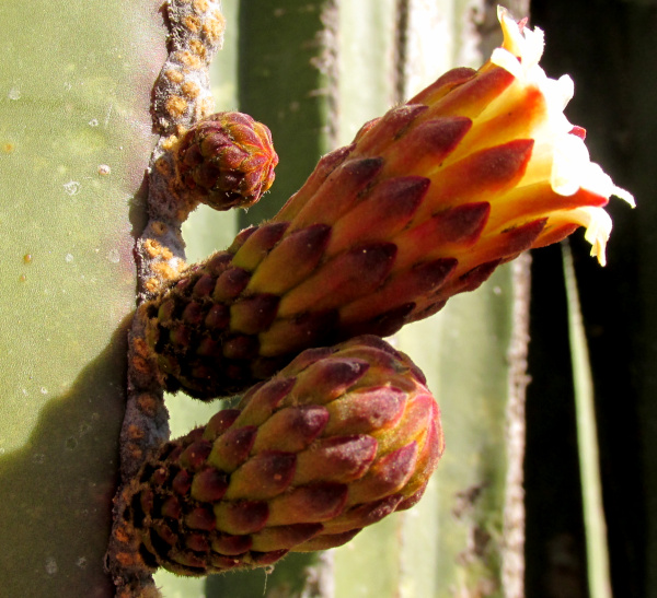 Mexican Fencepost Cactus, LOPHOCEREUS MARGINATUS, flower side view