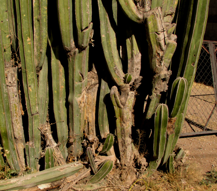 Mexican Fencepost Cactus, LOPHOCEREUS MARGINATUS, branching head-high