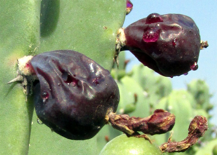 Garambullo, Bilberry Cactus, MYRTILLOCACTUS GEOMETRIZANS, ripening fruits expelling moisture