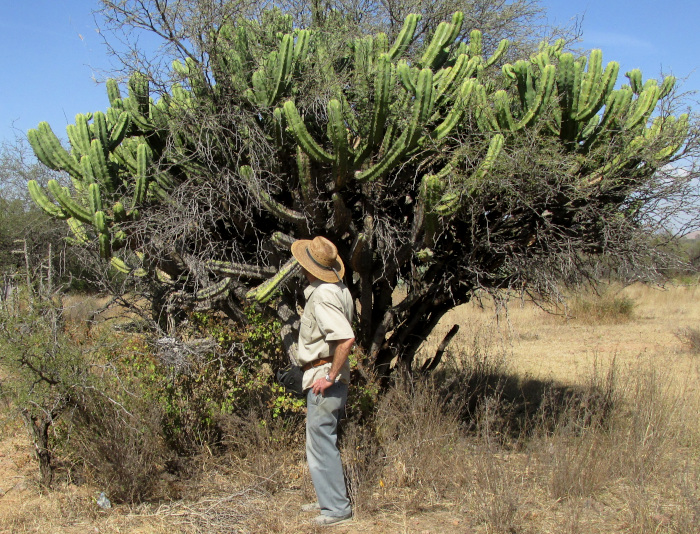 Garambullo, Bilberry Cactus, MYRTILLOCACTUS GEOMETRIZANS, mature in habitat