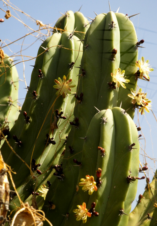 Garambullo, Bilberry Cactus, MYRTILLOCACTUS GEOMETRIZANS, flowering branch tips