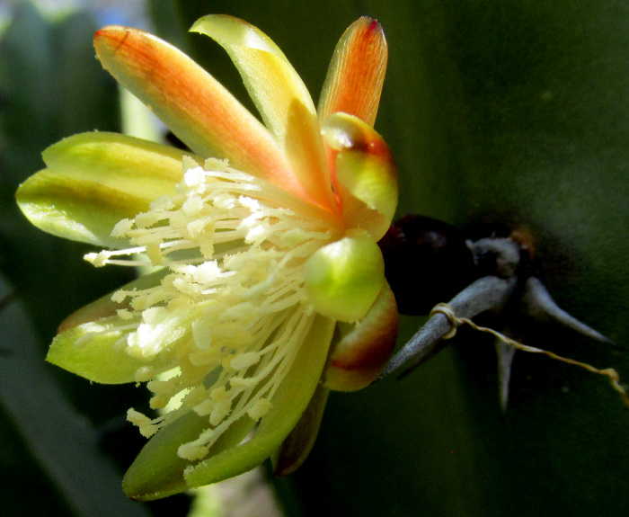 Garambullo, Bilberry Cactus, MYRTILLOCACTUS GEOMETRIZANS, flowering branch tips