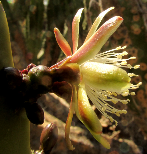 Garambullo, Bilberry Cactus, MYRTILLOCACTUS GEOMETRIZANS, flower, side view