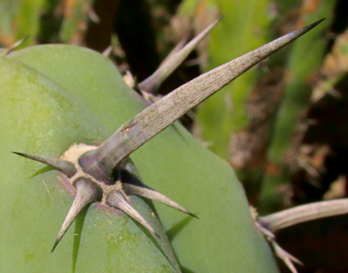 Garambullo, Bilberry Cactus, MYRTILLOCACTUS GEOMETRIZANS, spines