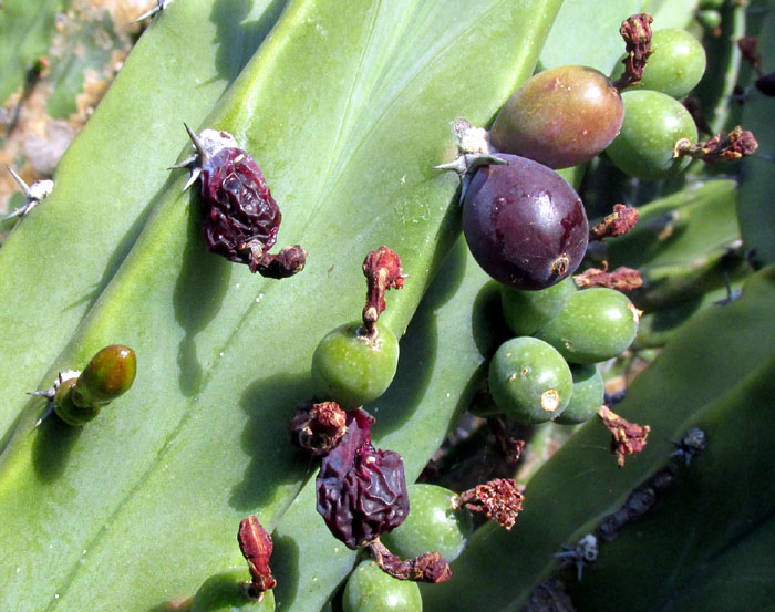Garambullo, Bilberry Cactus, MYRTILLOCACTUS GEOMETRIZANS, ripening fruits