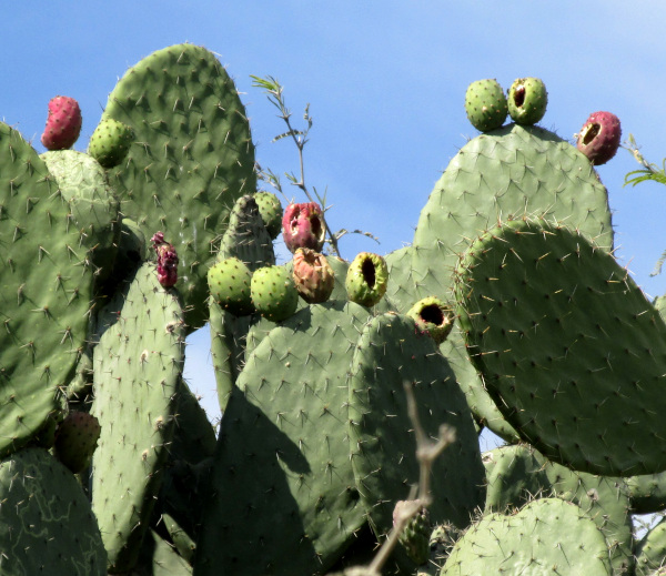 Opuntia tomentosa, old fruits