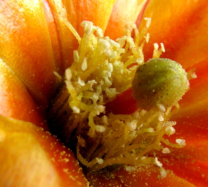 Velvet Pricklypear, OPUNTIA TOMENTOSA, flower interior close-up
