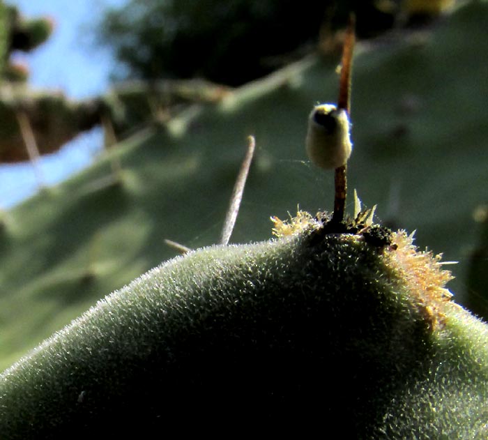 Velvet Pricklypear, OPUNTIA TOMENTOSA, areole, glochids and insect pupa on spine