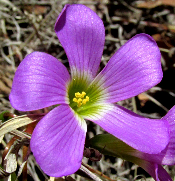 OXALIS HERNANDESII, flower from front