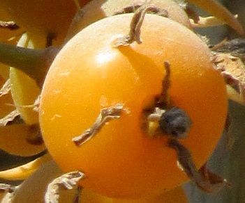 Blade-Apple Cactus, PERESKIA ACULEATA, mature fruit