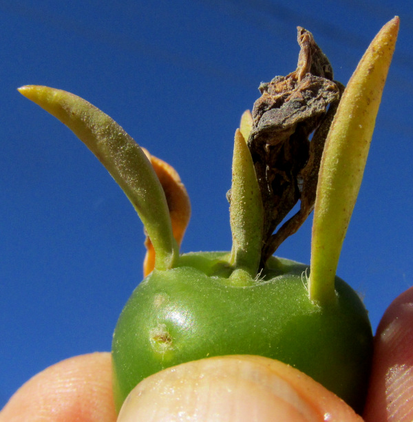 Blade-Apple Cactus, PERESKIA ACULEATA; shriveled flower atop green fruit