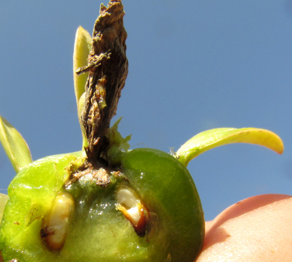Blade-Apple Cactus, PERESKIA ACULEATA; longitudinal section of green fruit showing immature seeds